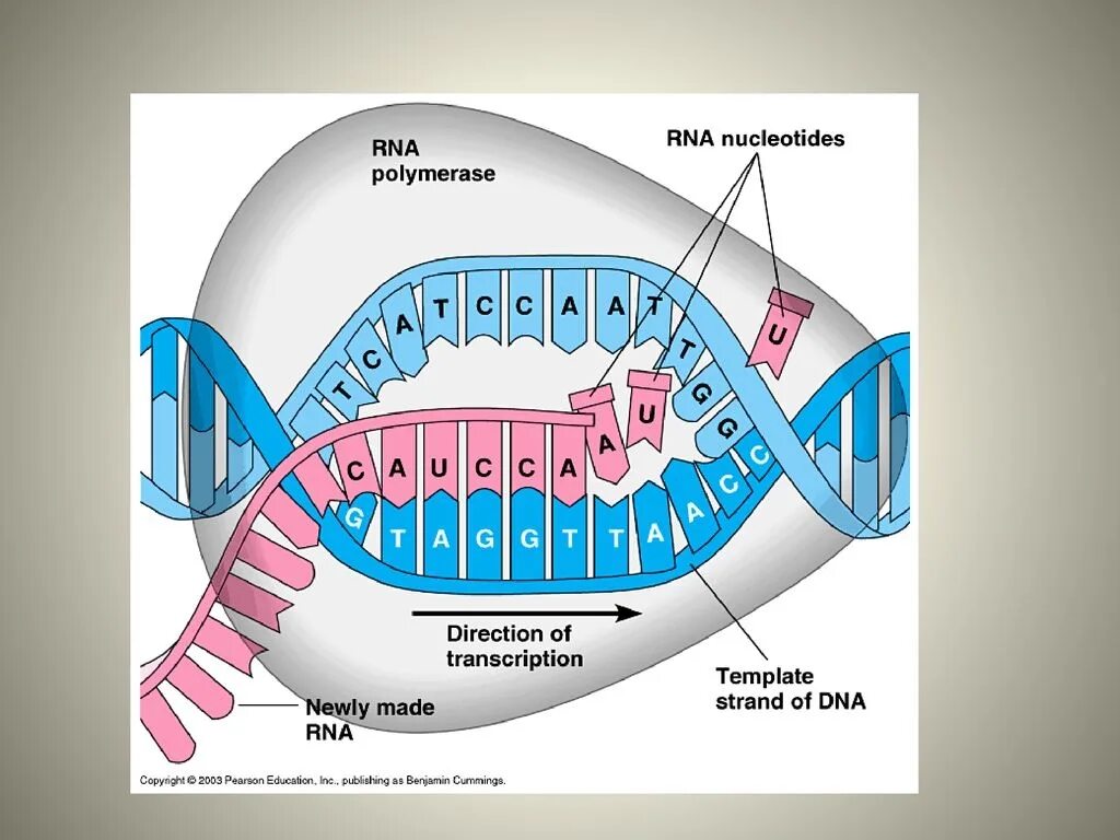 Митохондрия рнк. РНК полимераза. РНК полимеразы прокариот. Полимераза RNA. РНК полимераза строение.