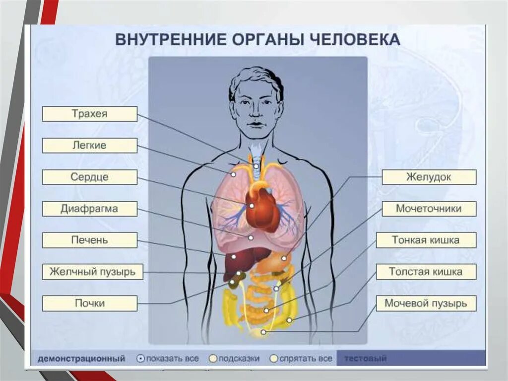 Вид внутренних органов. Схема органов человека. Внутреннее строение человека таблица. Схема строения тела человека с внутренними органами. Строение внутренних органов человека фото с описанием.