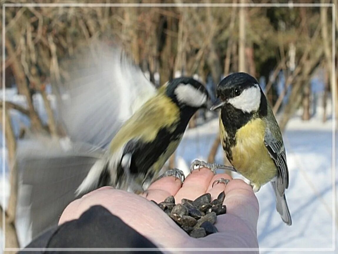 Забота о птицах. Кормление птиц зимой. Заботимся о птицах зимой. Защита птиц.