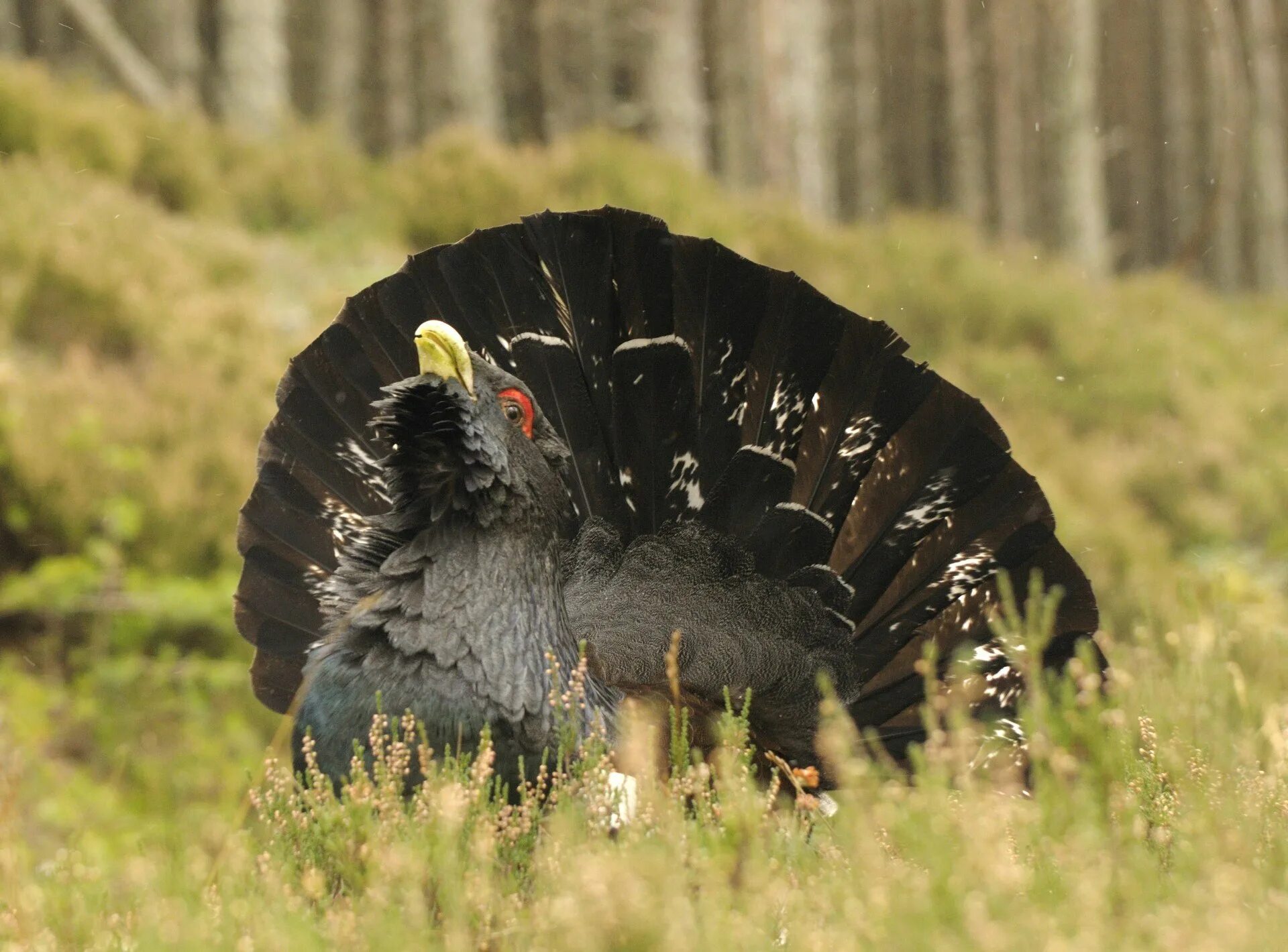 Глухарь - Capercaillie. Обыкновенный Глухарь Косач. Глухариный ток. Глухариная ферма. Копченый глухарь