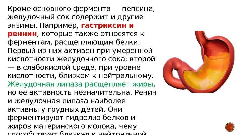 Какая бывает кислотность желудка. Основной пищеварительный фермент желудочного сока. пепсин желудочного сока. ферменты желудочного сока схема. функции желудка и желудочного сока.
