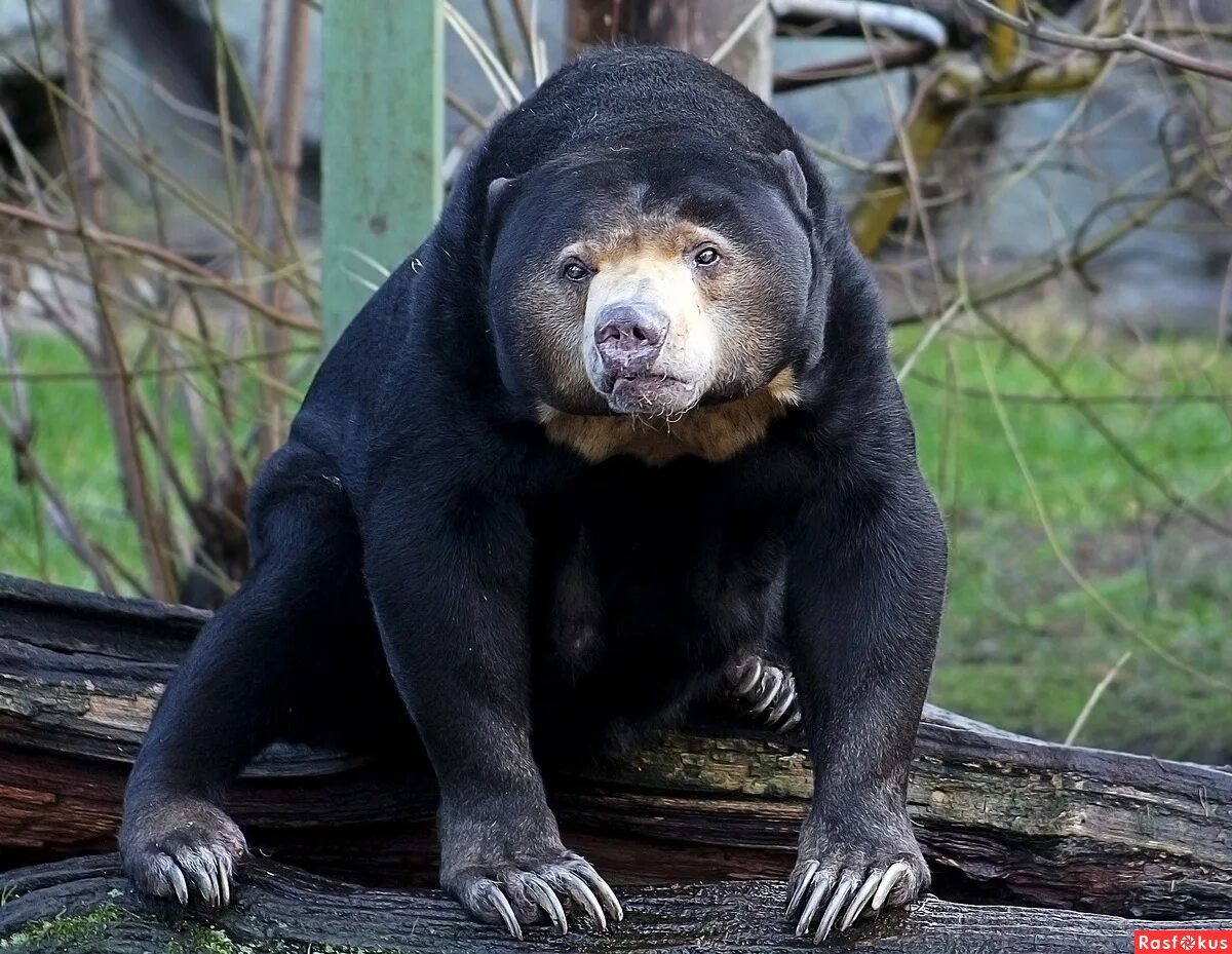 Плотный редко. Малайский медведь бируанг. Малайский медведь или бируанг. Нособрюхий малайский медведь. Малайский медведь Медвежьи.
