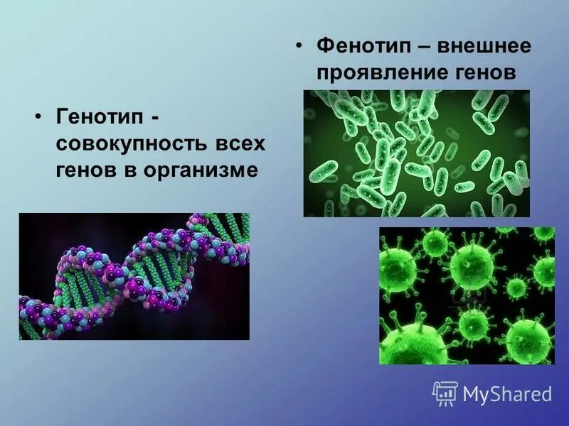 Ген фенотип. Генетика микроорганизмов. генотип и фенотип бактерий. фенотип микроорганизмов. генотип и фенотип микроорганизмов микробиология.