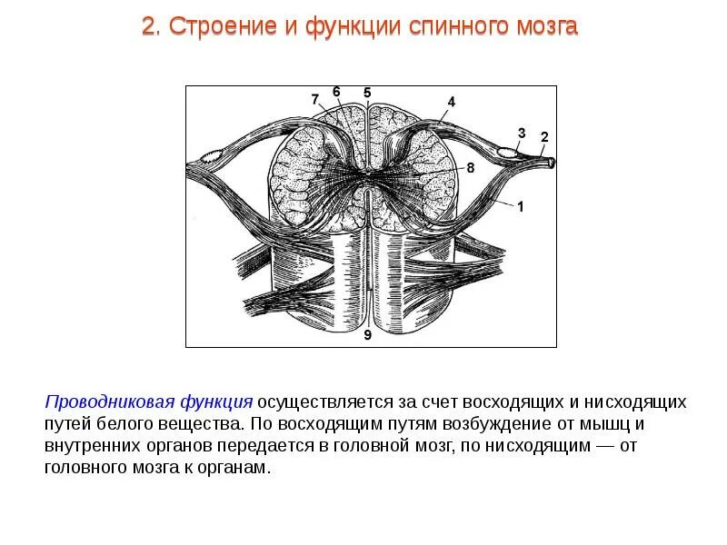 Структура и строение спинного мозга. Внутреннее строение спинного мозга пути. проводниковая система спинного мозга. схема проводниковой функции спинного мозга. строение спинного мозга человека таблица.