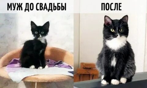 После женитьбы стал