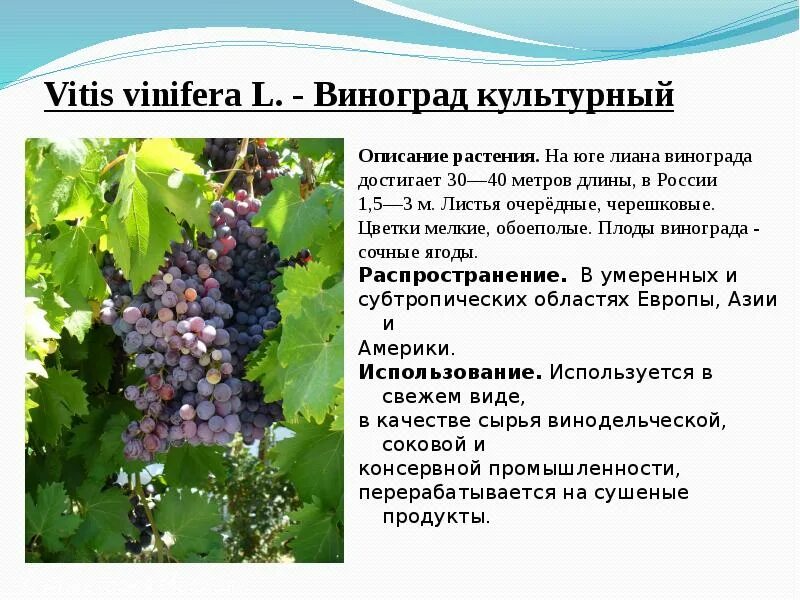 Доклад про виноград. Культурные растения виноград. Культурные растения виноград. Культурные растения виноград. Виноград презентация.