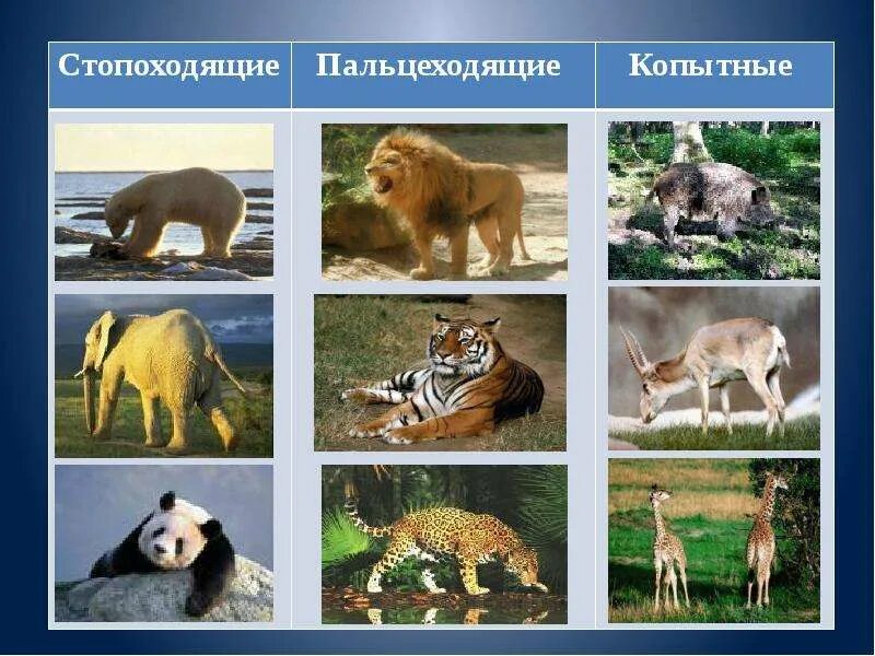 Способ движения млекопитающих