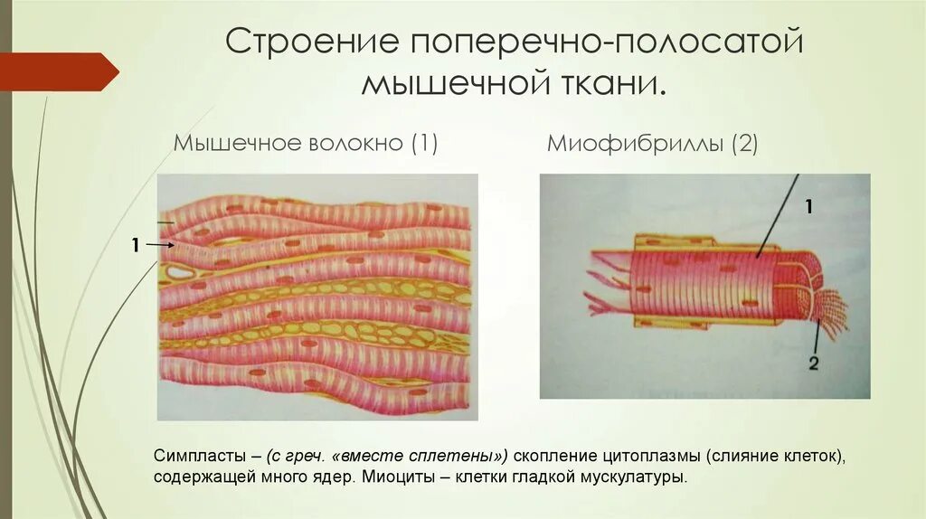 Поперечнополосатая скелетная мышечная ткань особенности строения. Волокна поперечно-полосатой мышечной ткани. Строение поперечно полосатой скелетной мышечной ткани. Поперечно полосатая Скелетная ткань строение. Строение скелетной мышечной ткани рисунок.