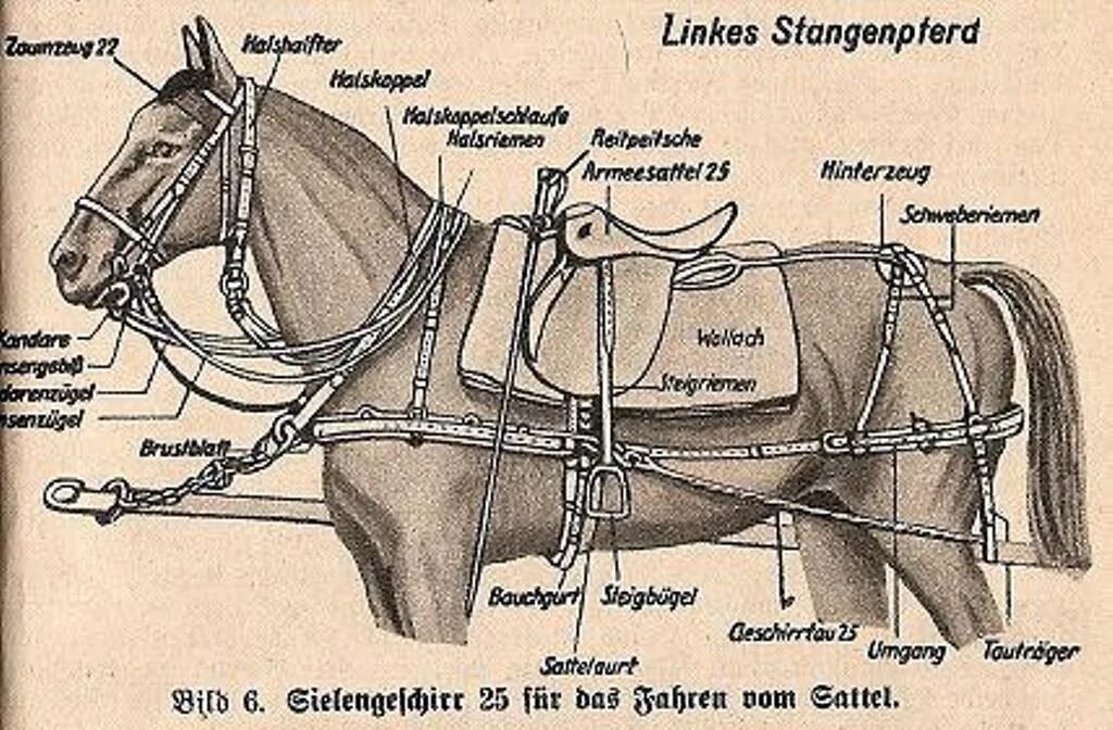 Конская упряжь схема. Элементы конской упряжи названия. Упряжь для лошади схема. Элементы лошадиной упряжи названия. Часть упряжи 5