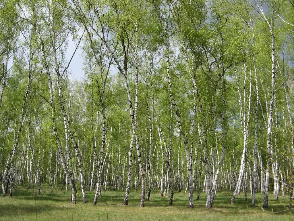 Роща кустовая экспозиция. Березовая роща, владимирская область. Березовая роща пермь. Березовая роща. Пермский край березовые рощи.