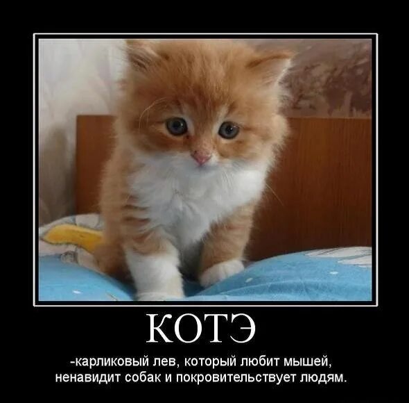 Котэ представляет про животных