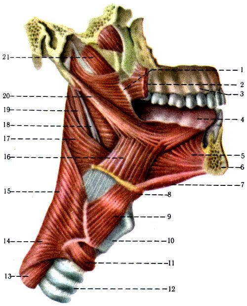 Шилоглоточная мышца анатомия. Перстневидно глоточная мышца. Верхний констриктор глотки. Глотка слои