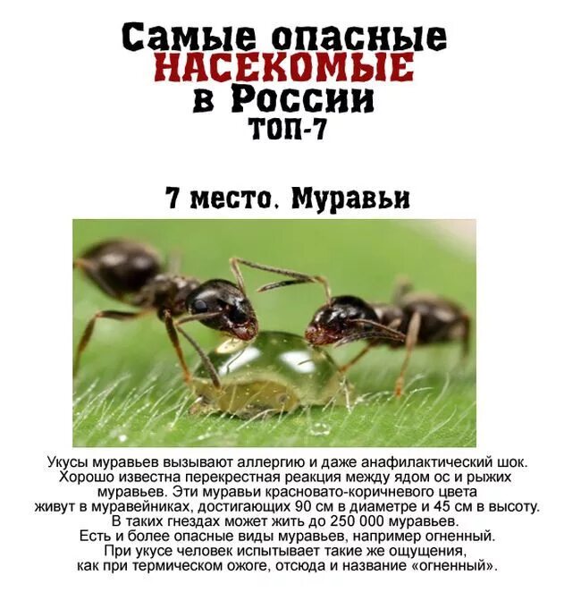 Лесной муравей тип развития. Опасные насекомые в России. Опасные насекомые для человека. Опасные насекомые для человека в России. Самые опасные насекомые в России.