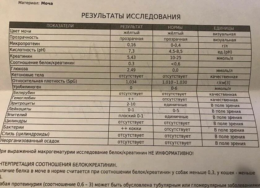 Показатели мочи у собак норма таблица. Общий анализ мочи у собаки норма и расшифровка. Анализ в моче лейкоциты норма. Анализ мочи лейкоциты норма у женщин. Общий белок результат