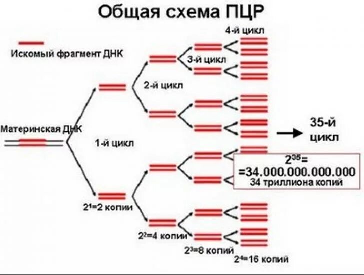 Генетический тест крови. Схема исследования методом ПЦР. . Полимеразная цепная реакция (ПЦР). Этапы. ДНК диагностика метод полимеразной цепной реакции. Расшифровка молекулярной диагностики методов ПЦР.