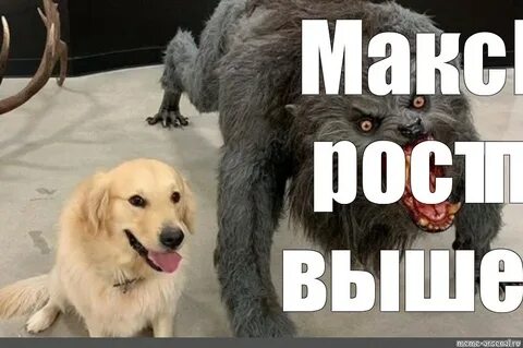 Собака мем тик ток