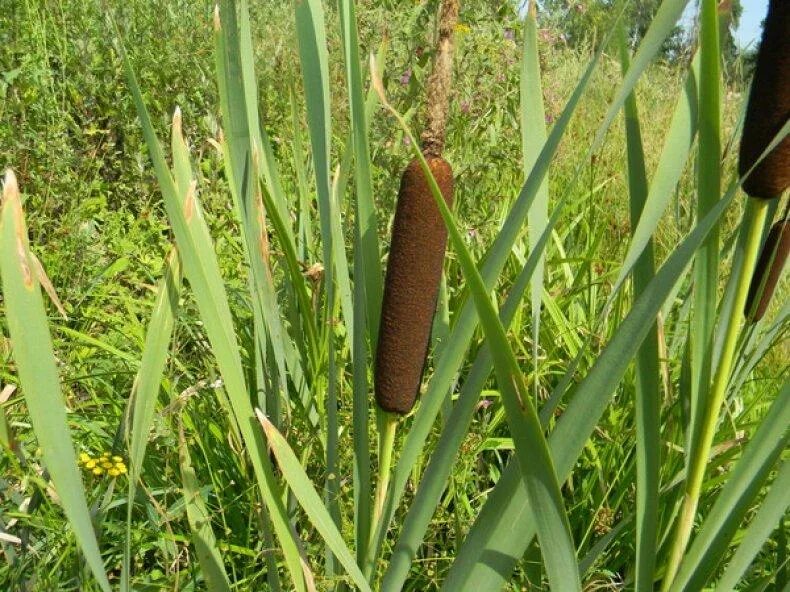 ). Рогоз иөи камыш. Рогоз широколистный фото. Рогоз узколистный (typha angustifolia). Почему рогоз.