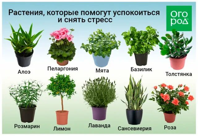 Комнатные растения много кислорода. Полезные комнатные цветы в квартире. Самые полезные комнатные растения. Домашние растения очищающие воздух. Самые полезные цветы для дома.