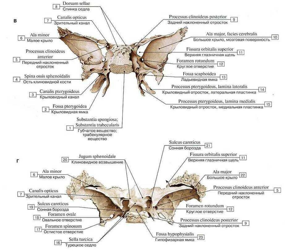 Турецкие седло кость. Клиновидный отросток клиновидной кости. Строение клиновидной кости анатомия. Клиновидная кость строение анатомия атлас. Строение крыловидного отростка клиновидной кости.