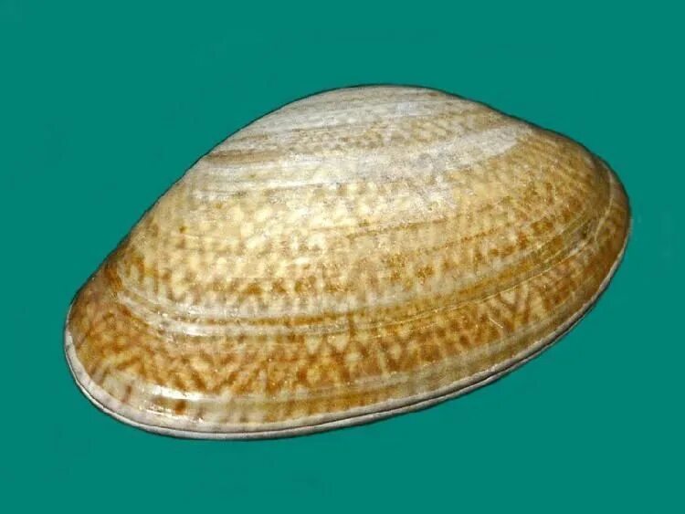Морской ангел (моллюск). Моллюск 6 буквы сканворд. Моллюск 6 буквы сканворд. Географический конус моллюск. Charonia tritonis.