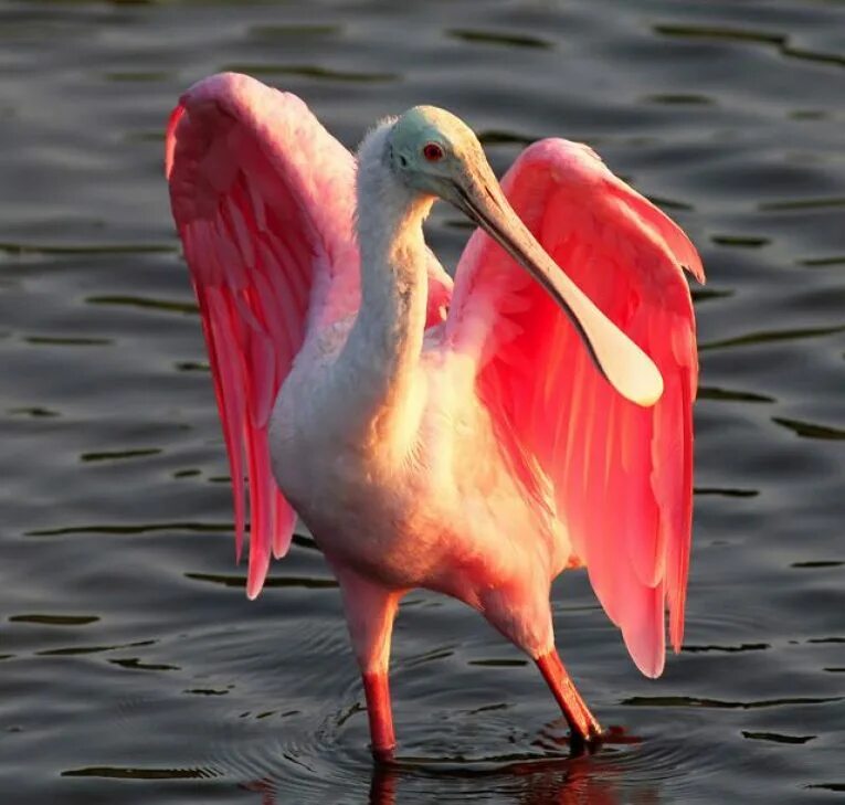 Roseate Spoonbill птица. Колпица птица. Пеликаны Бабуры. Радужный Пеликан. Розовый пеликан красная