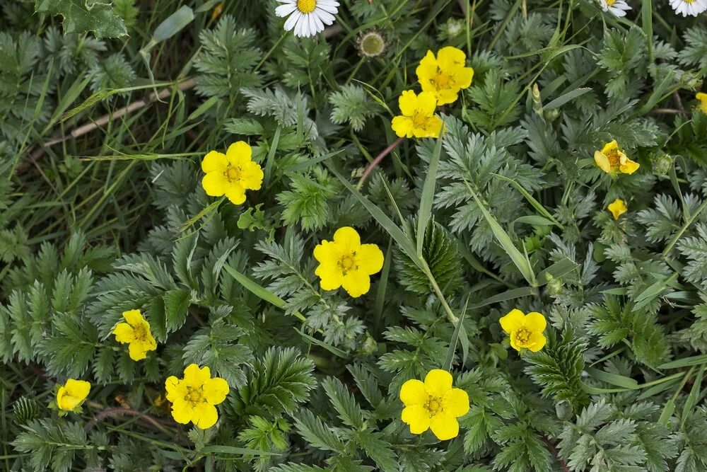 Лапчатка гусиная латынь. Лапчатка гусиная (potentilla anserina). лапчатка anserina. лапчатка гусиная лапка. лапчатка гусиная побег.