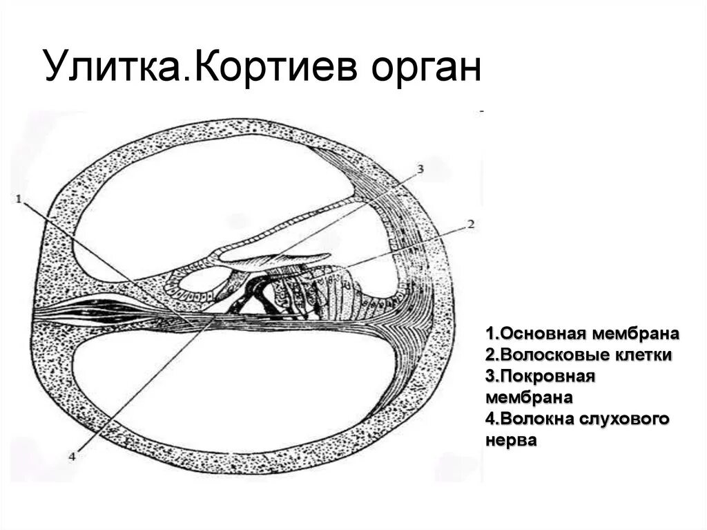 Кортиев орган строение рисунок. Строение улитки и Кортиева органа. Кортиев орган на схеме уха. Кортиев орган в улитке внутреннего уха. Чувствительные клетки внутреннего уха