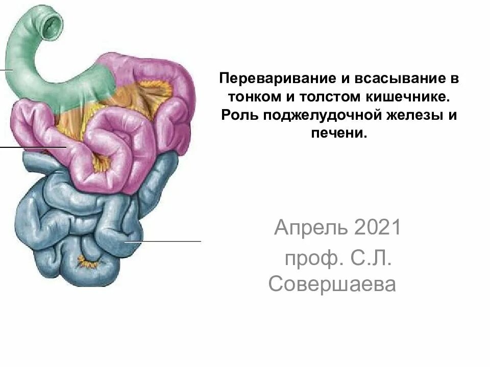 Образуется в кишечнике и печени из каротина