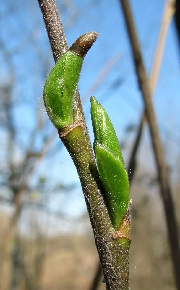 Salix myrsinifolia. Salix myrsinifolia побеги. Побеги синнамонума. Побег тополя.