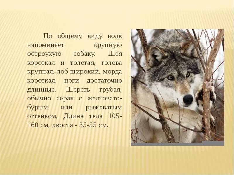 Серый волк краткое содержание. Бурый волк Джек Лондон описание волка в первой части. Описание волка. Рассказ бурый волк. Характер волка.