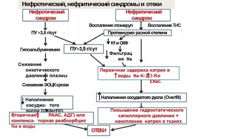 Нефритический синдром патогенез схема. Патогенез почечных отеков схема. Нефротический синдром механизм развития отеков. Патогенез отеков при нефритическом синдроме.