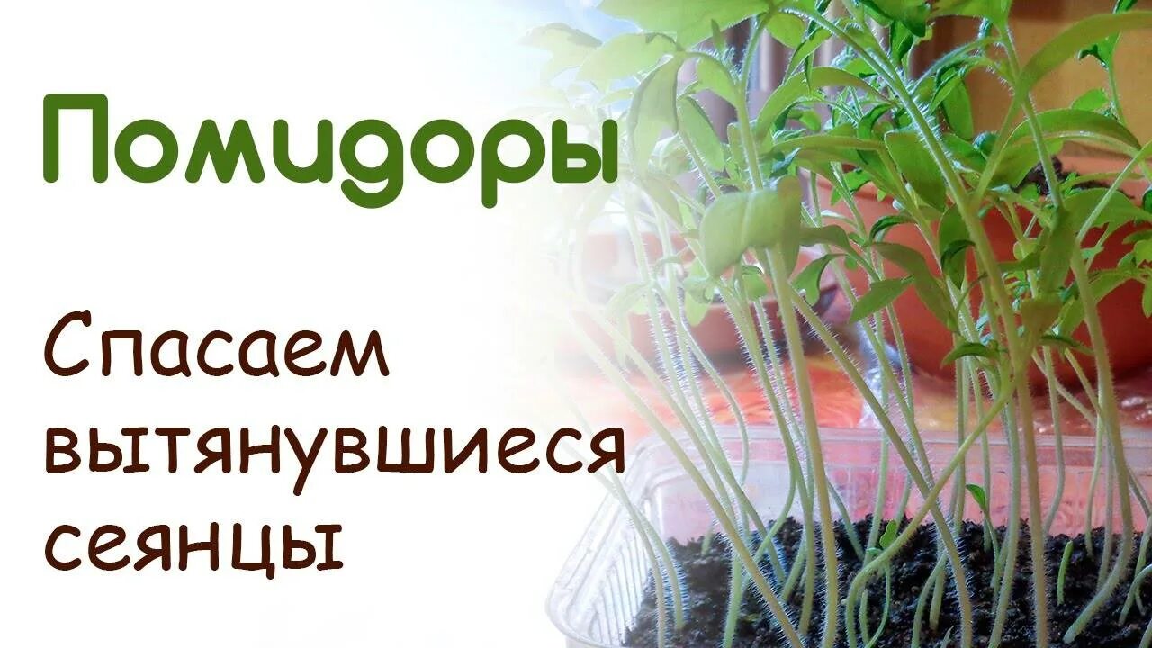 Рассада помидор тонкая и длинная чем подкормить. Рассада вытянулась. Тонкая рассада помидор. Рассада томатов вытянулась. Рассада помидор вытянулась и тонкая.