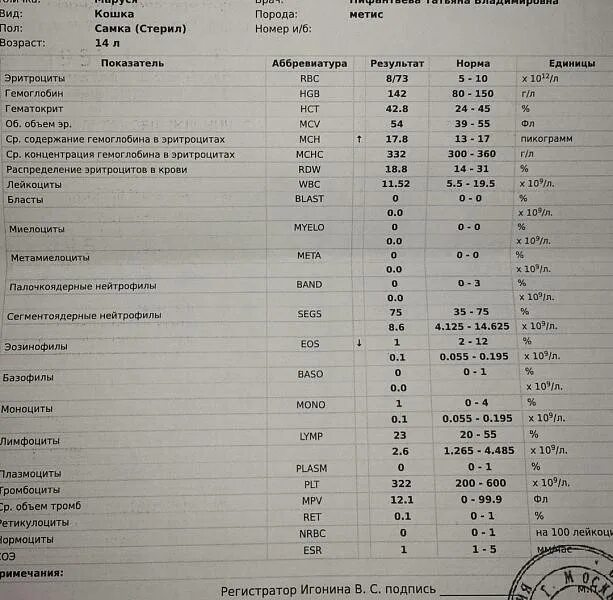 У ребенка 2 года сегментоядерные. Палочкоядерные и сегментоядерные нейтрофилы норма. лимфоциты палочкоядерные норма. норма палочкоядерные нейтрофилы в крови. сегментоядерные нейтрофилы 72.6.