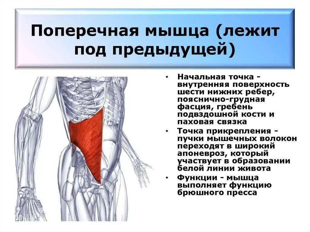 Поперечная мышца живота. Укажите функцию поперечной мышцы живота:. Поперечная мышца живота начало и прикрепление. Поперечная мышца живота прикрепление. Поперечная мышца живота анатомия функции.