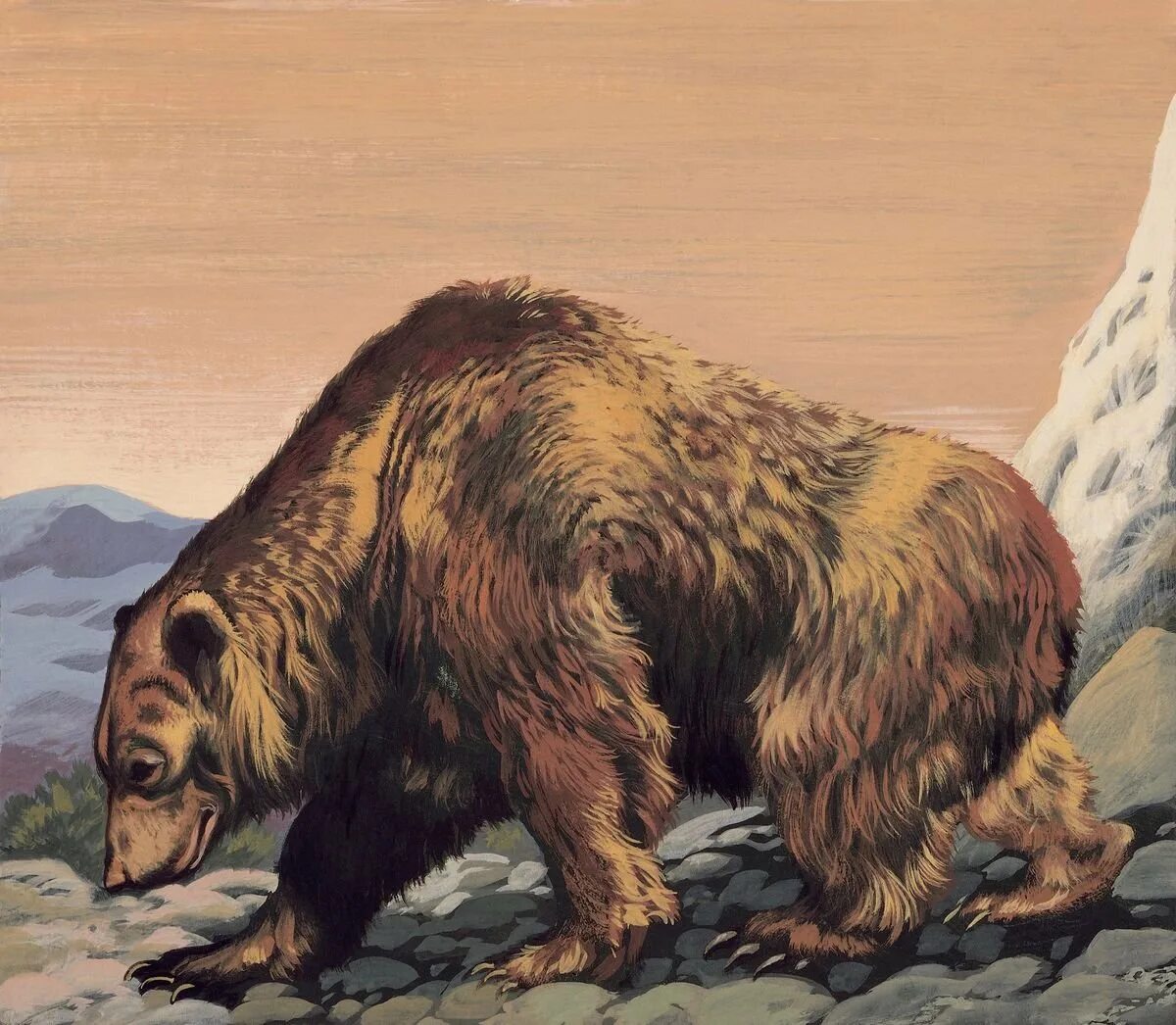 Гигантский Короткомордый медведь. Короткомордый пещерный медведь. Доисторические хищники Короткомордый медведь. Вымерший Короткомордый медведь. Как называли медведя в древней руси
