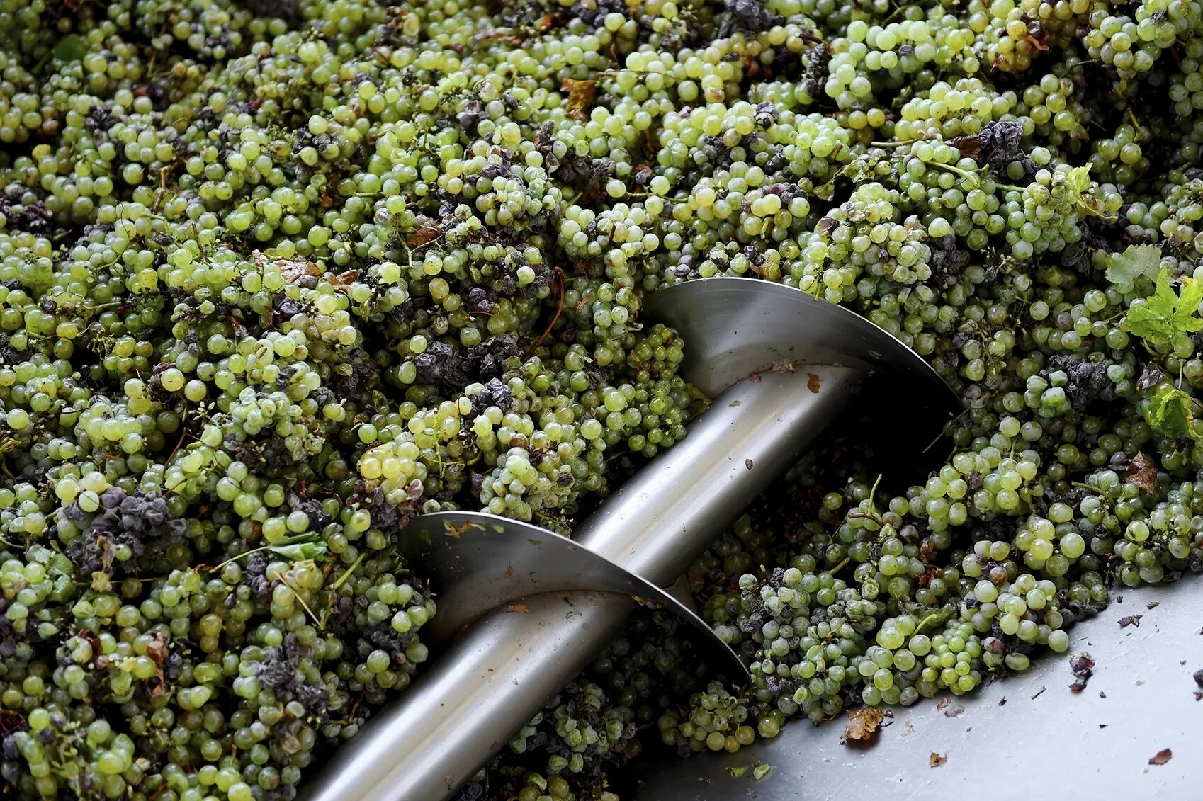 Wine processing