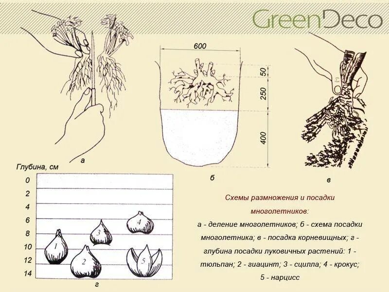 Как размножить тюльпаны луковицами