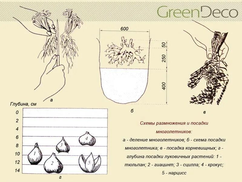 Гиацинт схема посадки. Схема посадки многолетников семенами. Схема посадки травянистых многолетников. Схема посадки луковичных цветов.