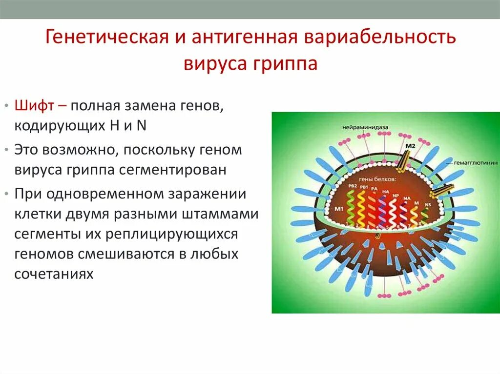 Особенности генома вируса гриппа. Шифт генов вируса гриппа. Сегментированная РНК вирусов. Антигенная структура вируса гриппа. Респираторные вирусы гриппа