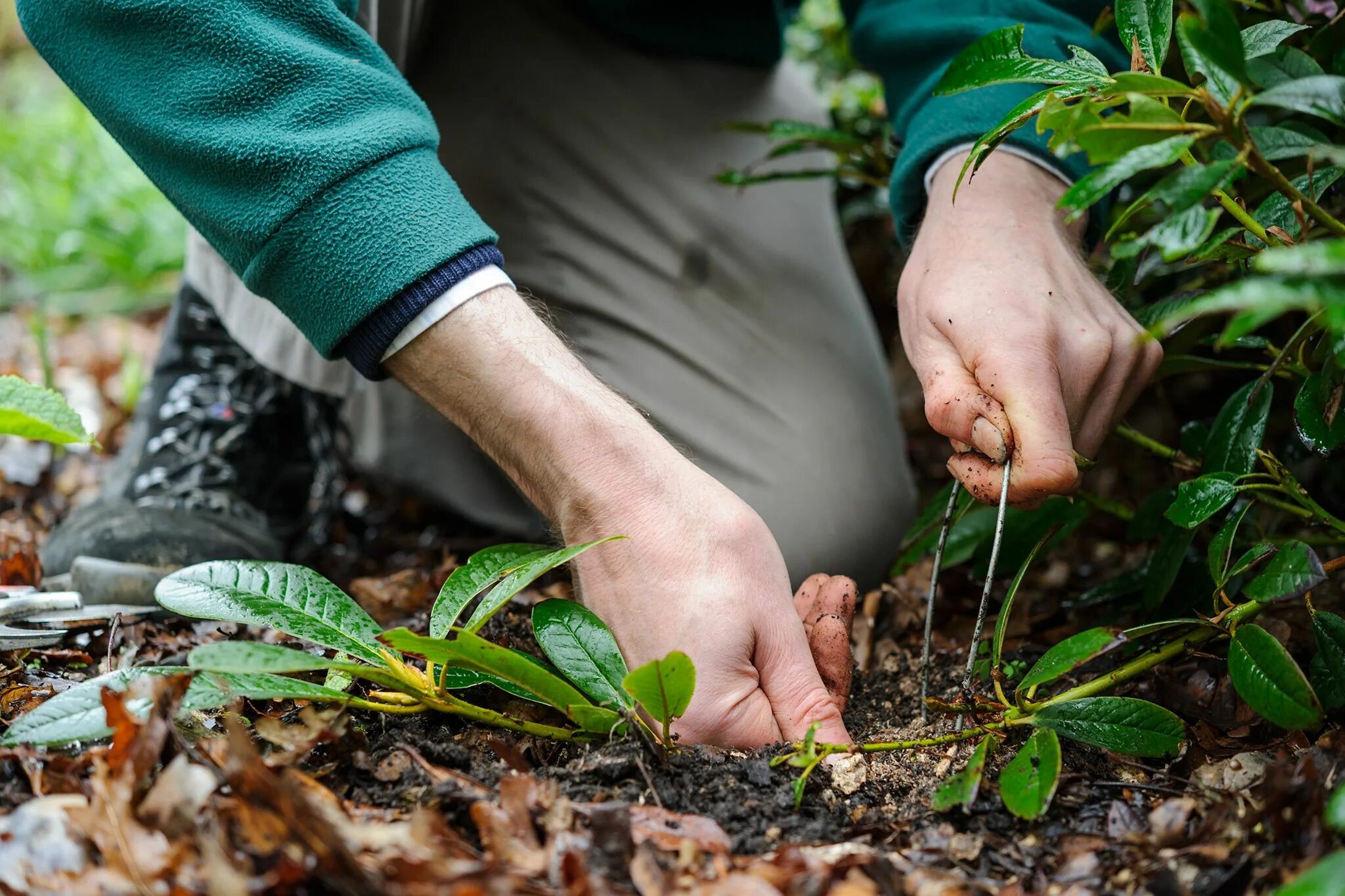 Pick up leaves. Рододендрон отводками. Рододендрон размножение отводками. Черенкуем рододендрон. Рододендрон Даурский черенкование.