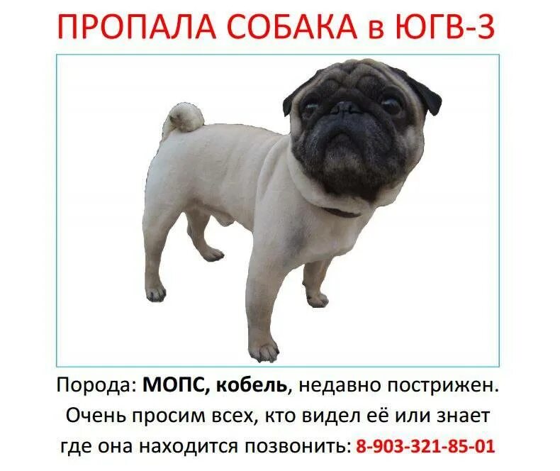 Как назвать собаку мопса. Клички для мопсов. имена для мопсов мальчиков красивые. клички для мопса девочки. имена для собак мальчиков мопсов.