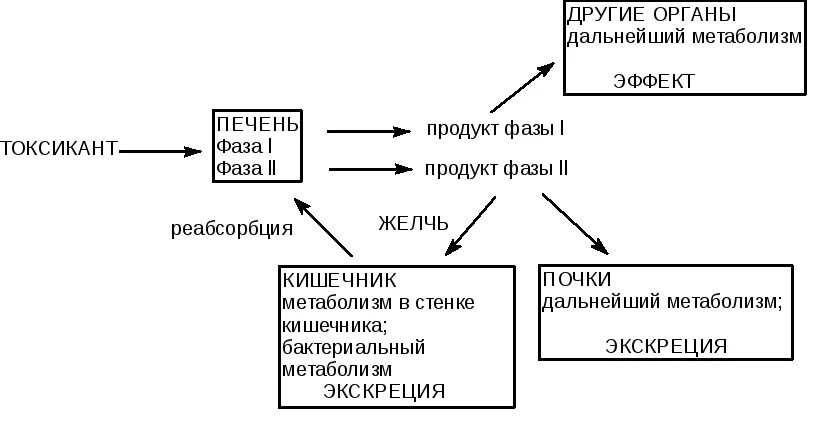 Ксенобиотики в организме. Биотрансформация ксенобиотиков в печени. 2 Фаза биотрансформации ксенобиотиков. «Общая схема биотрансформации ксенобиотиков в печени». Основные фазы биотрансформации ксенобиотиков.