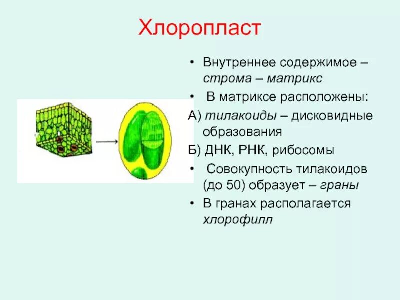 Признаками хлоропластов являются. Хлоропласты Строма тилакоиды граны. Тилакоиды Гран хлоропласта. ДНК тилакоиды Строма.