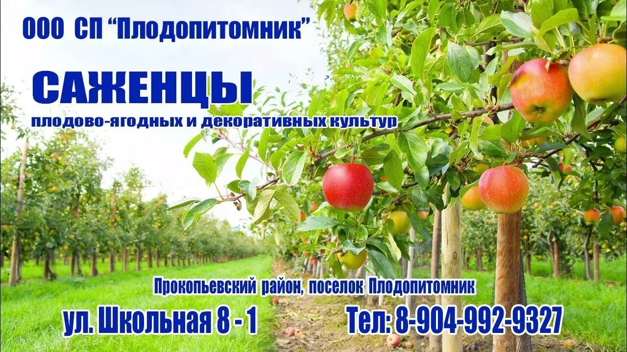 плодопитомник воронеж каталог саженцев