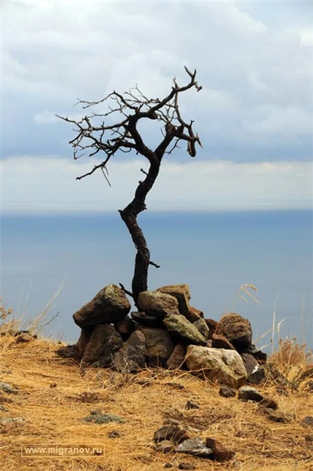 Земля в руках. Хрупкое дерево. Шедевры природы. Аномалии природы. Необычные деревья.