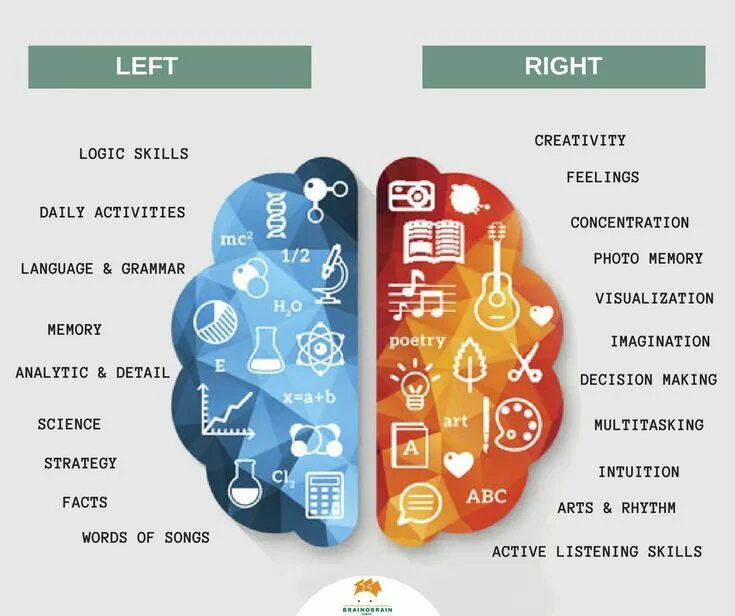 Left v 5 r 3 right 2. Left brain. brain left and right hemisphere. left brain right brain. right hemisphere.