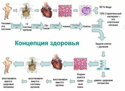 Сколько клеток у человека в организме