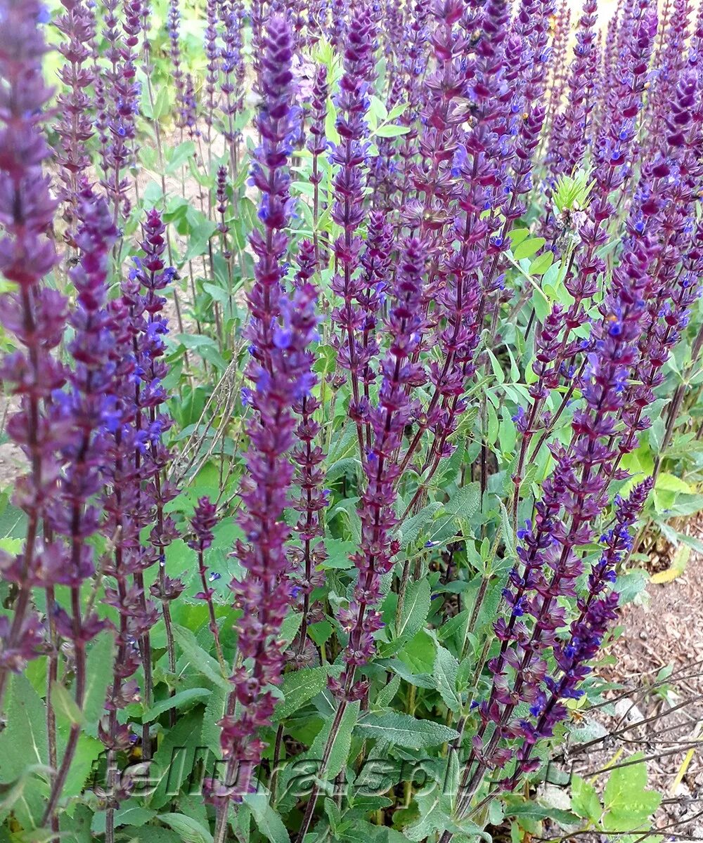 Шалфей луговой медонос. Шалфей полевой. Форма шалфея. Сальвия оффициналис. Шалфей лекарственный (salvia).