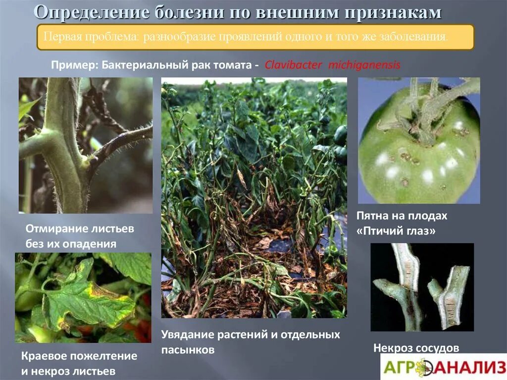 Пример увядание болезни. Болезни растений вызываемые неблагоприятными почвенными условиями. Clavibacter для растений. Камера для определения заболеваний растения. Определение болезней растений