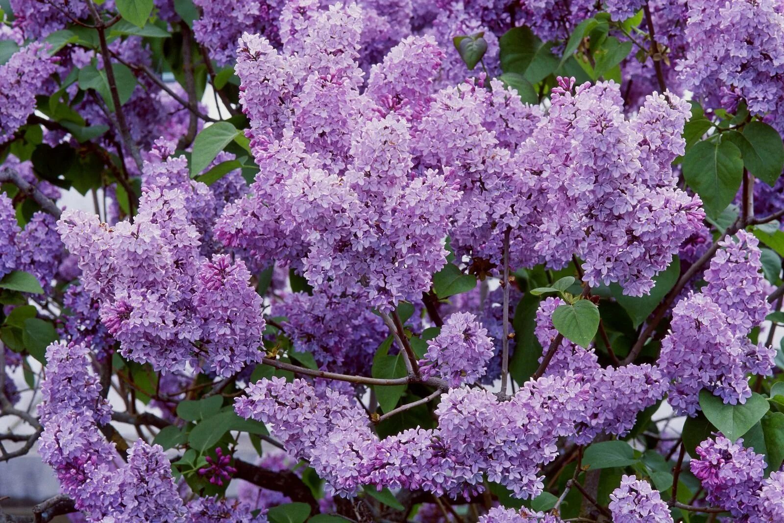 Кустарниковая сирень. Сирень обыкновенная дерево. Syringa vulgaris куст.